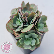 Load image into Gallery viewer, Echeveria Suyon - Multi Heads - John & Norma's Succulents