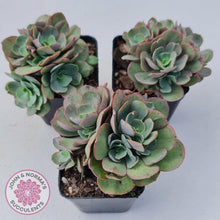 Load image into Gallery viewer, Echeveria Suyon - Multi Heads - John & Norma's Succulents