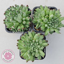 Load image into Gallery viewer, Sempervivum Oddity - Multi Heads - John & Norma's Succulents