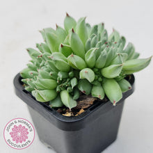 Load image into Gallery viewer, Sempervivum Oddity - Multi Heads - John & Norma's Succulents