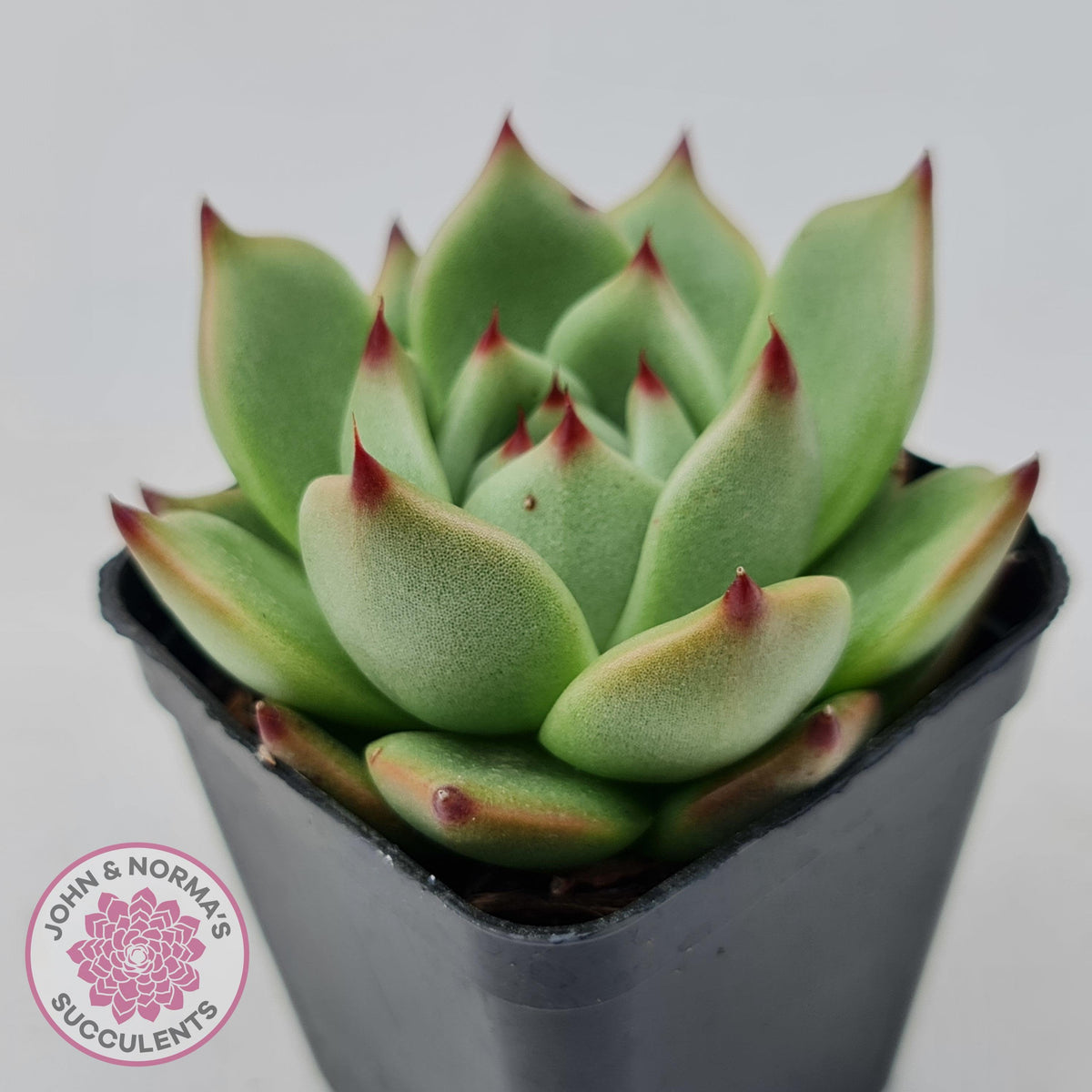 Echeveria Blue Dragon
