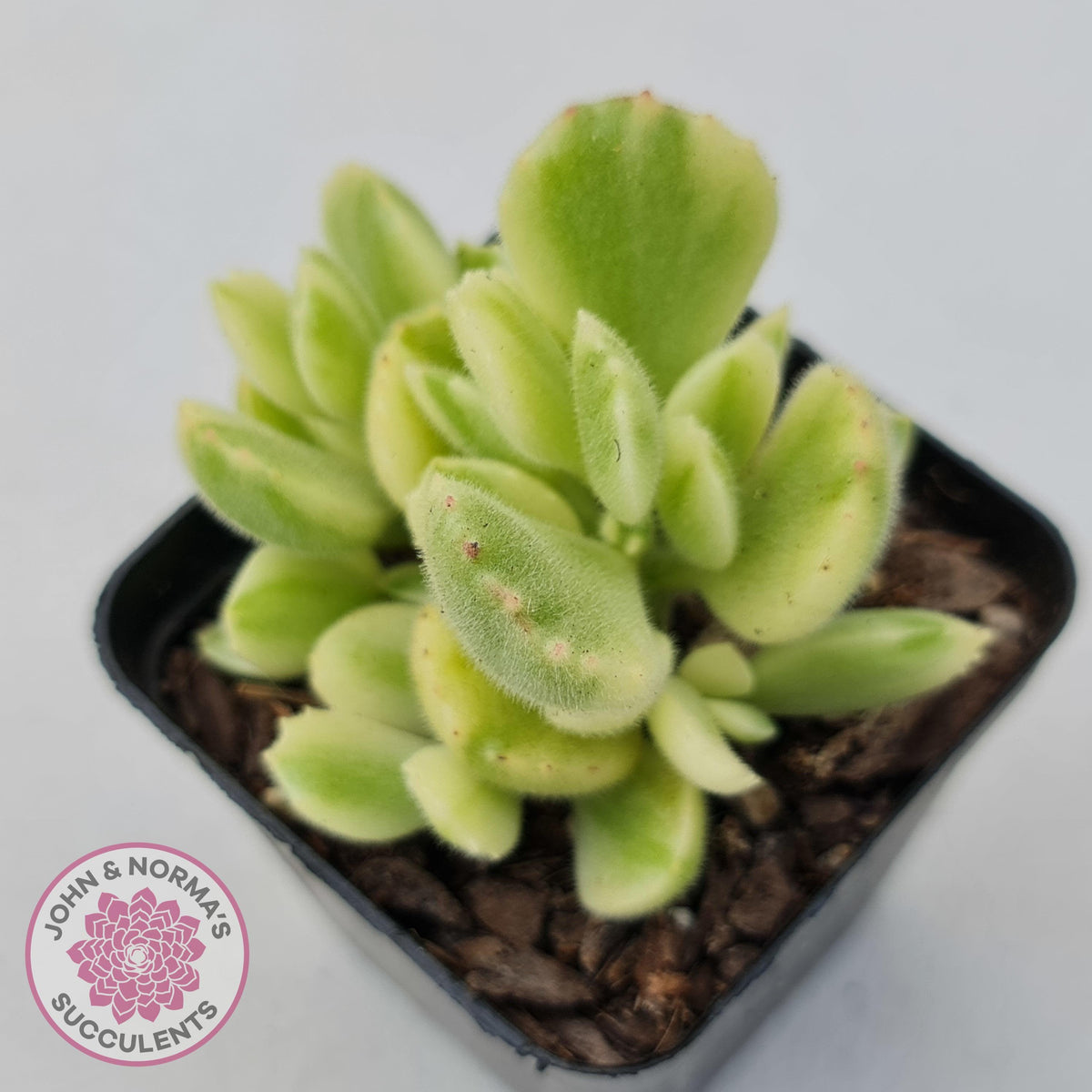 Cotyledon tomentosa 'Bears Paw' White Variegated