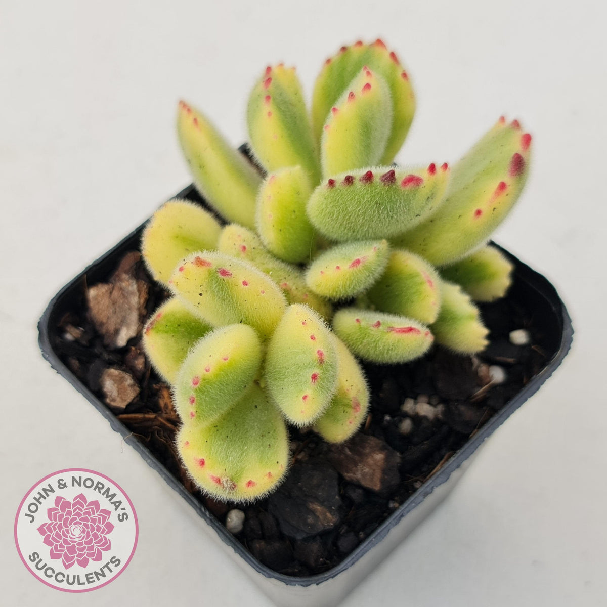 Cotyledon tomentosa 'Bears Paw' White Variegated