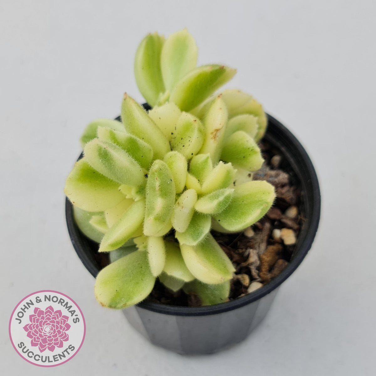 Cotyledon tomentosa 'Bears Paw' White Variegated