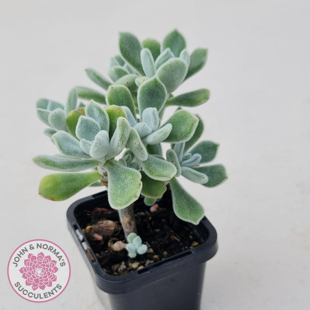 Echeveria pulvinata 'Frosty'