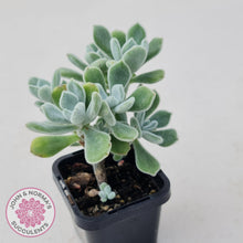 Load image into Gallery viewer, Echeveria pulvinata Frosty - John & Norma's Succulents