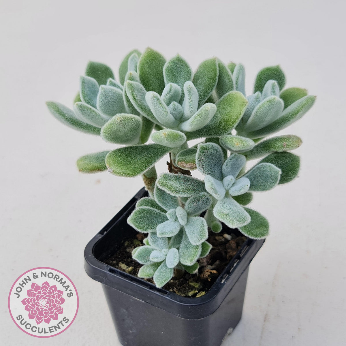 Echeveria pulvinata 'Frosty'