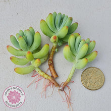 Load image into Gallery viewer, Sedum pachyphyllum 'Blue Jelly Beans' - Cuttings - John & Norma's Succulents