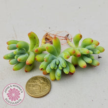 Load image into Gallery viewer, Sedum pachyphyllum 'Blue Jelly Beans' - Cuttings - John & Norma's Succulents