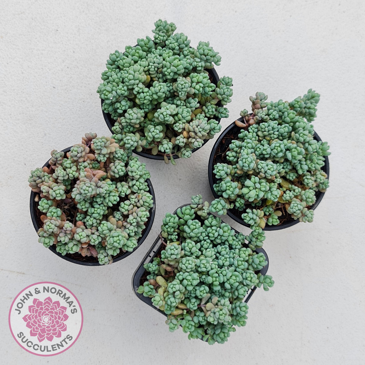 Sedum dasyphyllum 'Lilac Mound'