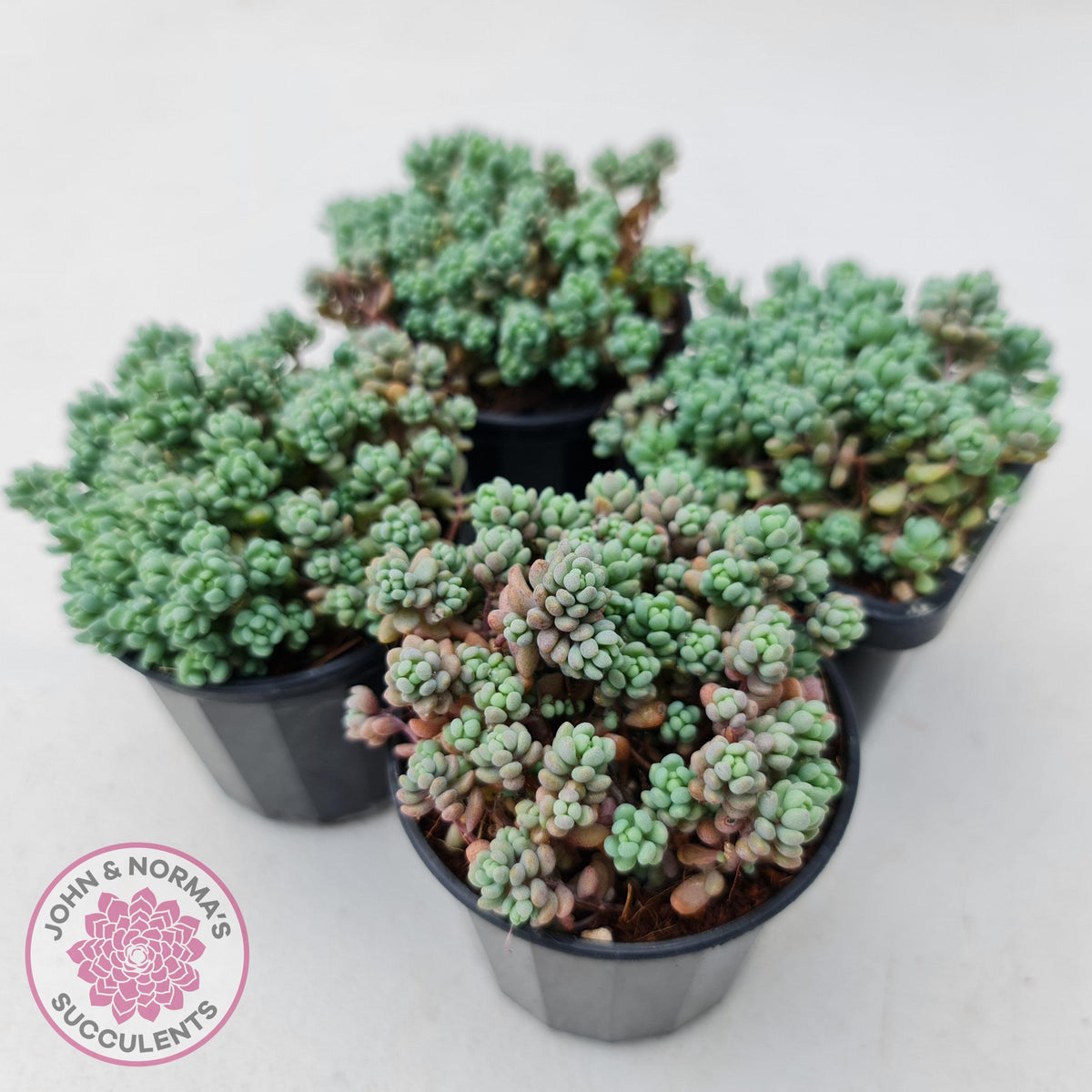 Sedum dasyphyllum 'Lilac Mound'