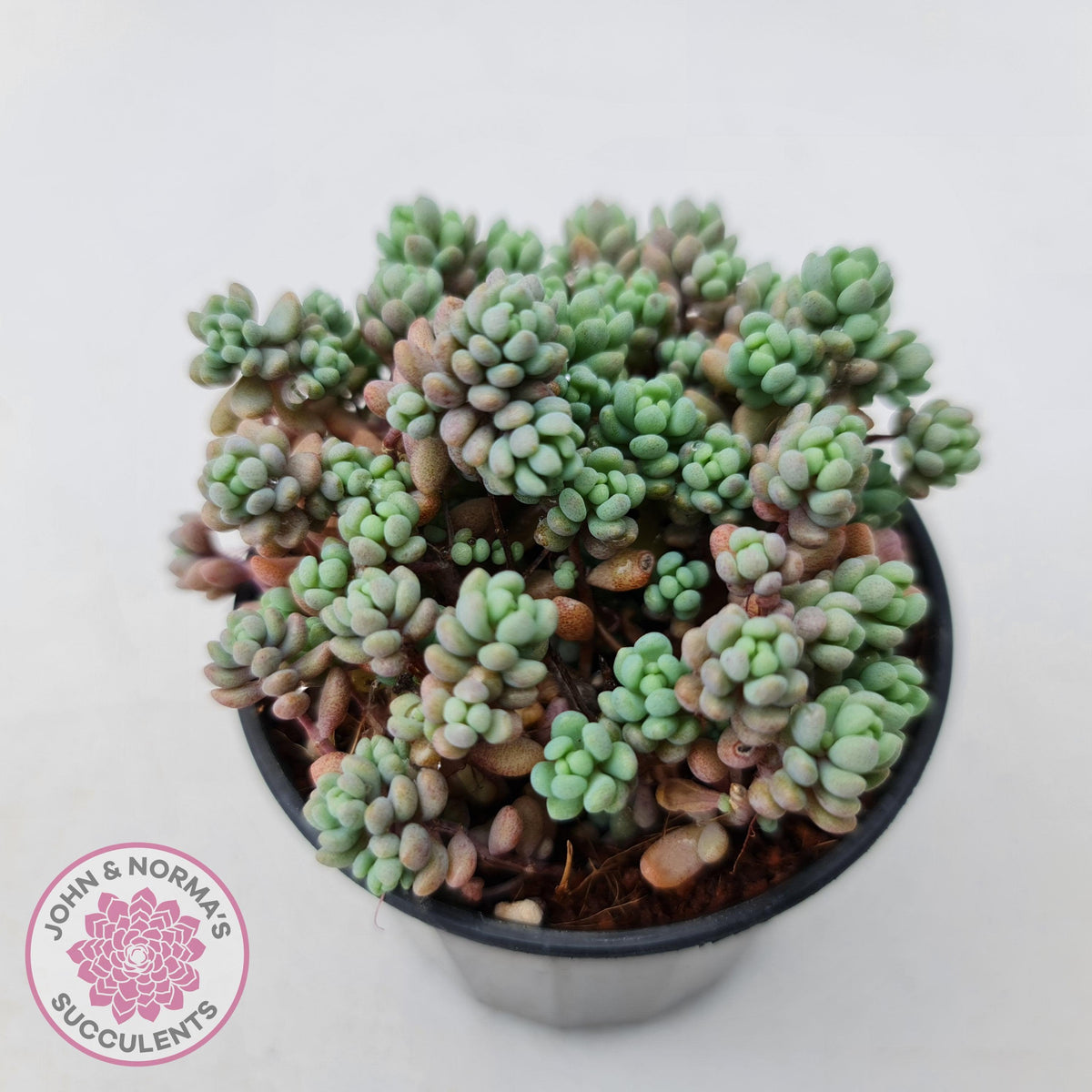Sedum dasyphyllum 'Lilac Mound'
