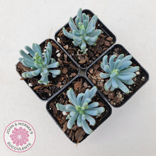 Load image into Gallery viewer, Senecio serpens 'Dwarf Blue Chalk Sticks' - John & Norma's Succulents