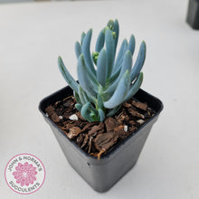 Load image into Gallery viewer, Senecio serpens 'Dwarf Blue Chalk Sticks' - John & Norma's Succulents