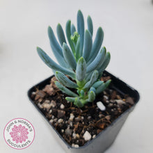 Load image into Gallery viewer, Senecio serpens 'Dwarf Blue Chalk Sticks' - John & Norma's Succulents