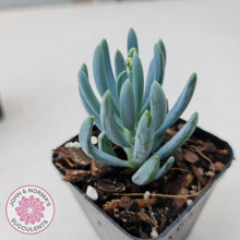Load image into Gallery viewer, Senecio serpens 'Dwarf Blue Chalk Sticks' - John & Norma's Succulents