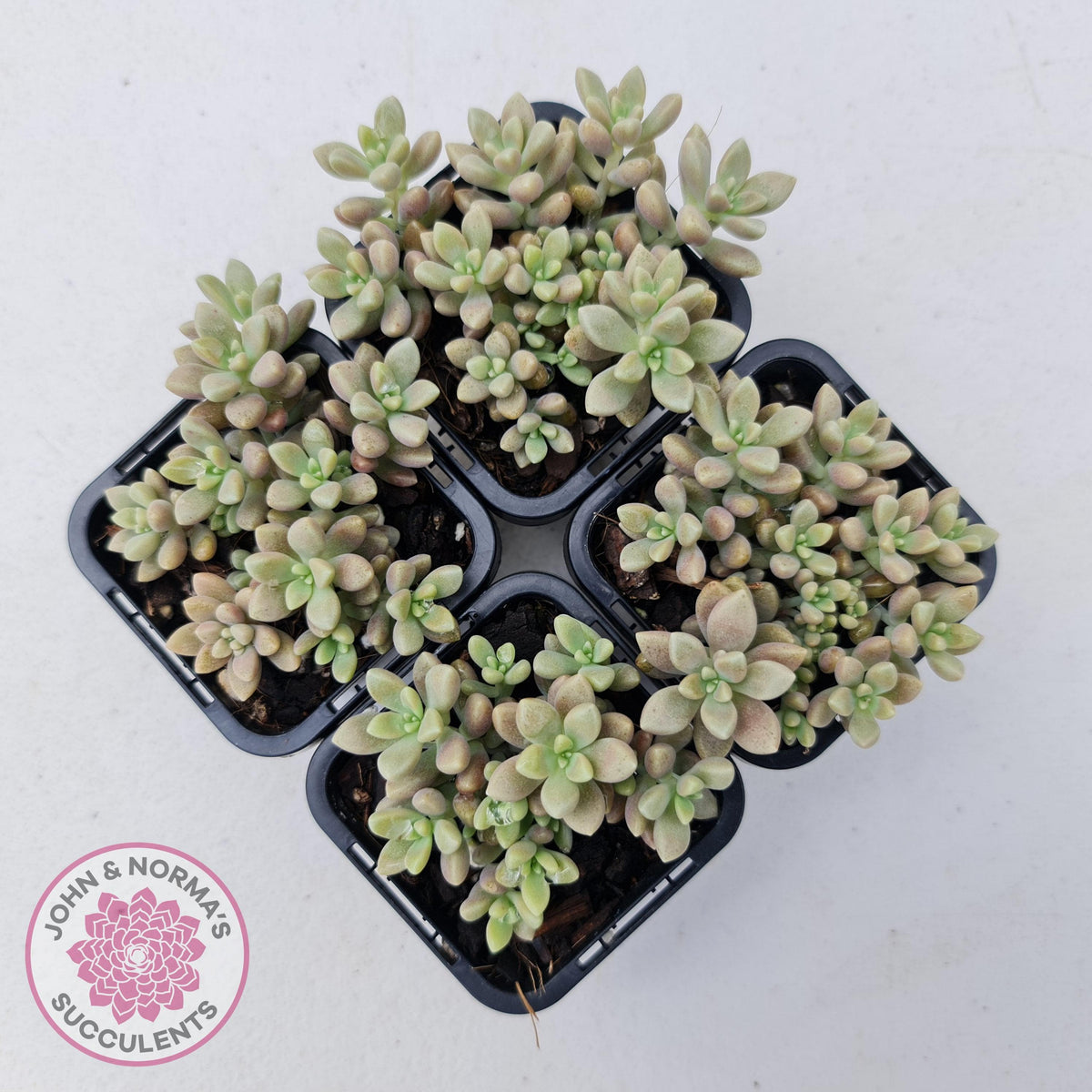 Graptopetalum mendozae 'Mirinae' (miniature pink form)