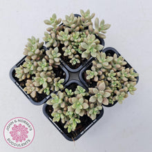 Load image into Gallery viewer, Graptopetalum mendozae 'Mirinae' (miniature pink form) - John & Norma's Succulents