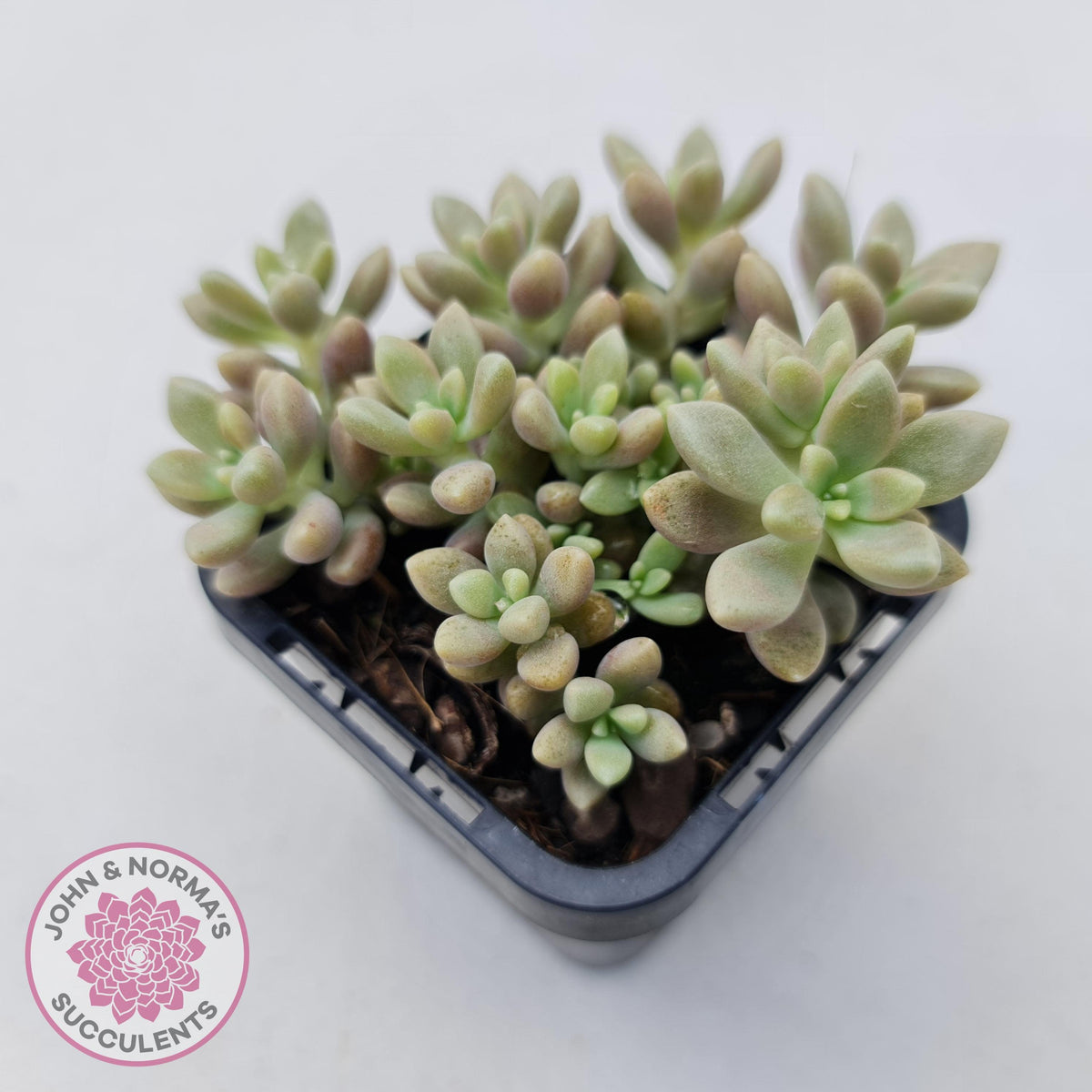 Graptopetalum mendozae 'Mirinae' (miniature pink form)