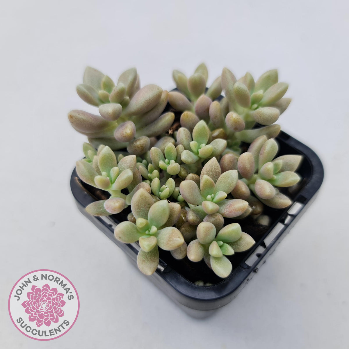 Graptopetalum mendozae 'Mirinae' (miniature pink form)