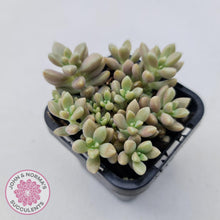 Load image into Gallery viewer, Graptopetalum mendozae 'Mirinae' (miniature pink form) - John & Norma's Succulents