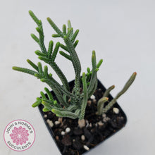Load image into Gallery viewer, Crassula Muscosa - John & Norma's Succulents
