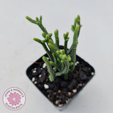 Load image into Gallery viewer, Crassula Muscosa - John & Norma's Succulents