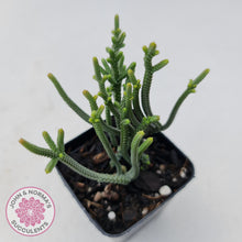 Load image into Gallery viewer, Crassula Muscosa - John & Norma's Succulents