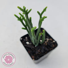 Load image into Gallery viewer, Crassula Muscosa