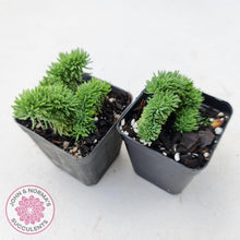 Load image into Gallery viewer, Sedum rupestre f. cristata - John & Norma's Succulents