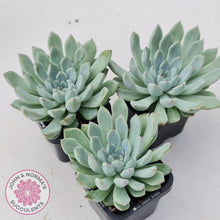 Load image into Gallery viewer, Echeveria Viant - John & Norma's Succulents