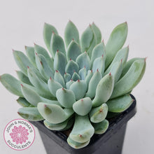 Load image into Gallery viewer, Echeveria Viant - John & Norma's Succulents