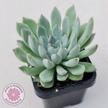 Load image into Gallery viewer, Echeveria Viant - John & Norma's Succulents