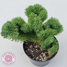 Load image into Gallery viewer, Sedum rupestre f. cristata - John & Norma's Succulents