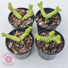 Load image into Gallery viewer, Crassula rupestris ssp. marnieriana - John & Norma's Succulents