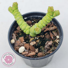 Load image into Gallery viewer, Crassula rupestris ssp. marnieriana - John & Norma's Succulents