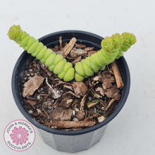 Load image into Gallery viewer, Crassula rupestris ssp. marnieriana - John & Norma's Succulents
