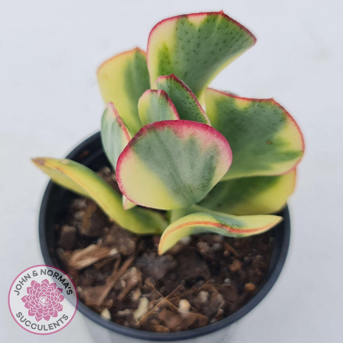Crassula Blue Bird variegated