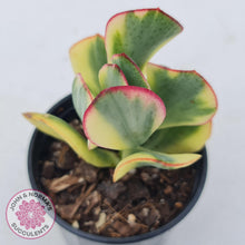 Load image into Gallery viewer, Crassula Blue Bird variegated - John & Norma's Succulents