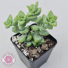 Load image into Gallery viewer, Crassula rupestris 'White Star' - John & Norma's Succulents