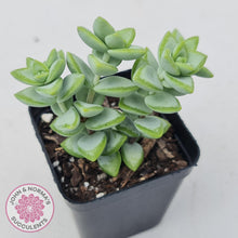 Load image into Gallery viewer, Crassula rupestris 'White Star' - John & Norma's Succulents
