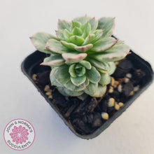 Load image into Gallery viewer, Sedeveria Rolly Silk Variegata - Multi - John & Norma's Succulents