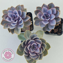 Load image into Gallery viewer, Echeveria Purple Pearl - John & Norma's Succulents