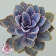 Load image into Gallery viewer, Echeveria Purple Pearl - John & Norma's Succulents