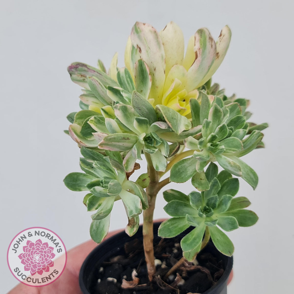 Aeonium Castello-Paivae Variegata 'Suncup'
