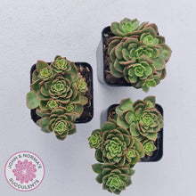 Load image into Gallery viewer, Sedeveria Rolly - John & Norma's Succulents