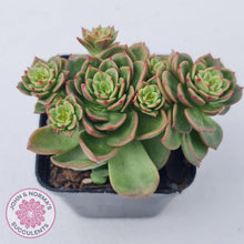 Load image into Gallery viewer, Sedeveria Rolly - John & Norma's Succulents