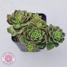 Load image into Gallery viewer, Sedeveria Rolly - John & Norma's Succulents