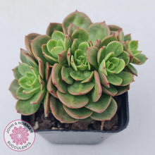 Load image into Gallery viewer, Sedeveria Rolly - John & Norma's Succulents