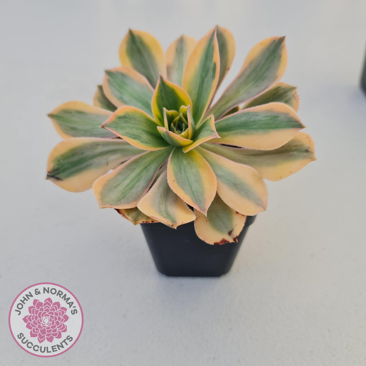 Aeonium 'Sunburst'